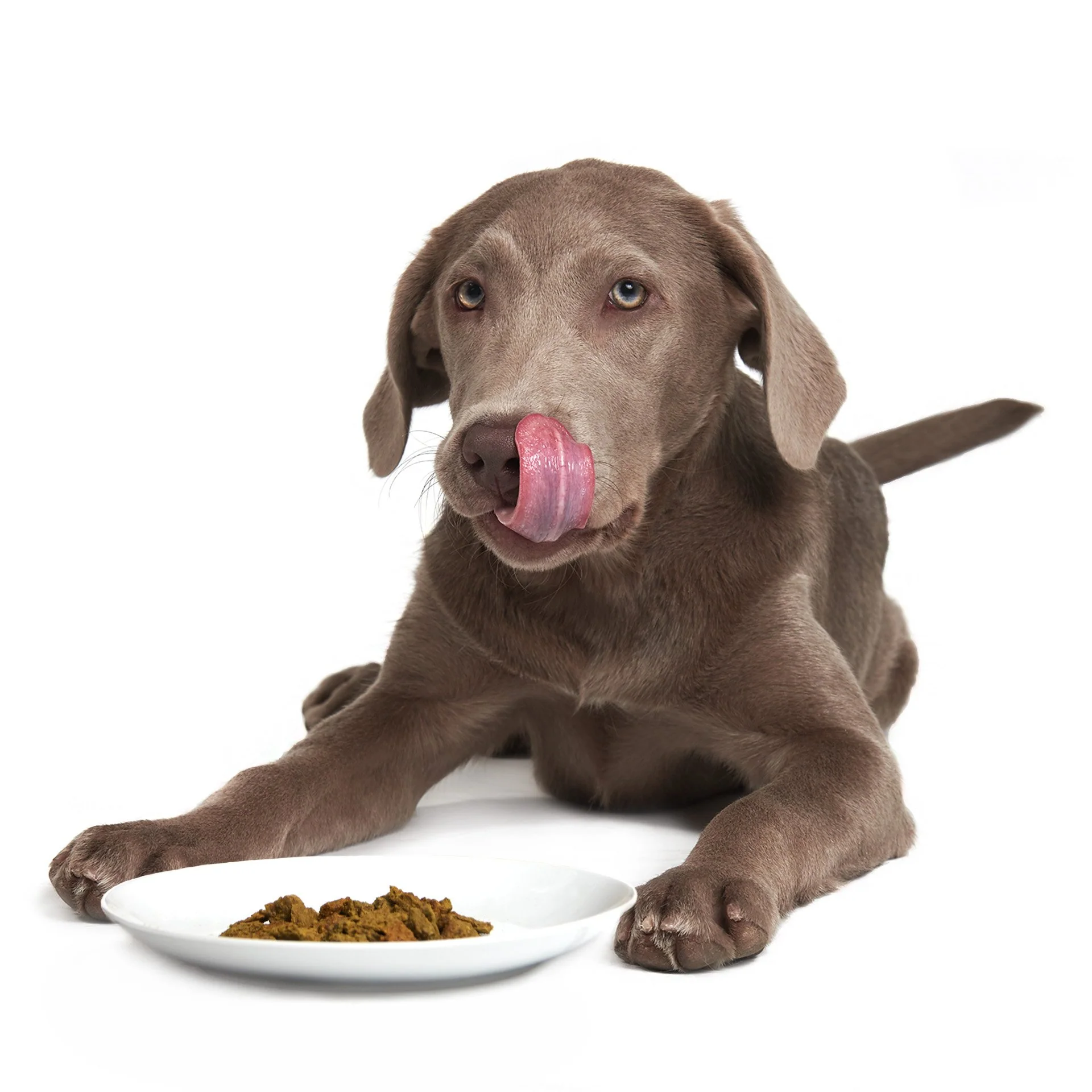 Caribbean-Salmon Fusion | W1 | DOG - Image 6