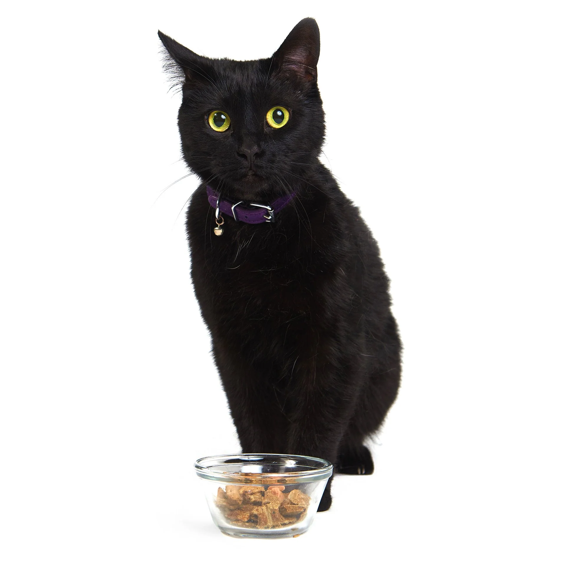 Pacific Fish Feast (CAT) - Image 5